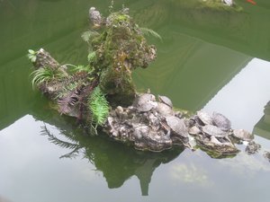 5. Turtles, Wannian Temple, Emei Shan