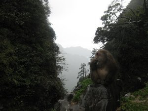20. A Tibetan Macauque ponders how to steal his next meal, Emei Shan