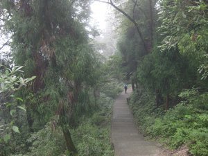 32. Walking through the forest on Emei Shan