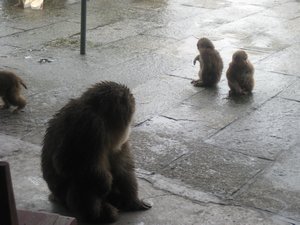 22. Tibetan Macaques looking in different directions, Emei Shan