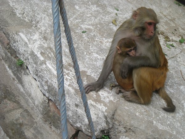 2. Macaques at Swayambunath Temple, Kathmandu