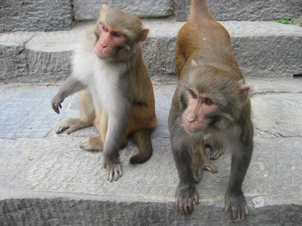 3. Macaques at Swayambunath Temple, Kathmandu