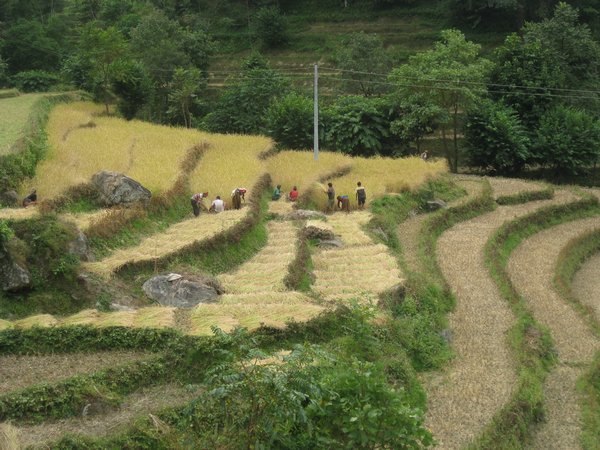 8. Villagers working in the fields near Bahundanda, Day 2, The Annapurna Circuit