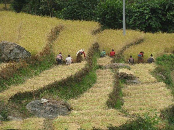 9. Villagers working in the fields near Bahundanda, Day 2, The Annapurna Circuit