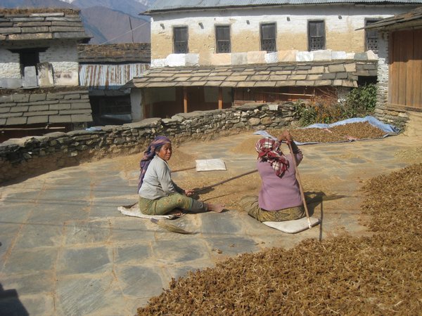 151. Local women beating millet,Day 9, The Annapurna Circuit (1)