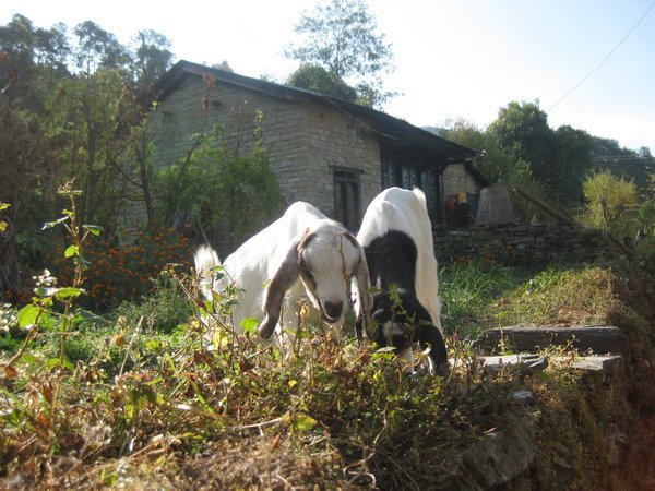 152. Two cute goats, Day 9, The Annapurna Circuit