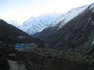 90. Yak Kharka and a few yaks, Day 5, The Annapurna Circuit