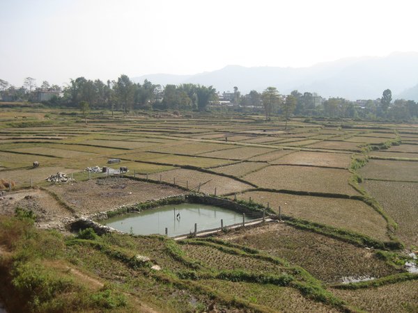 8. Paddy fields, Pokhara