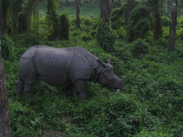 37. Rhino, Royal Chitwan Park