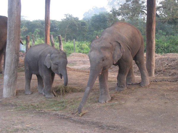 6. Elephant Breeding Centre, Royal Chitwan Park