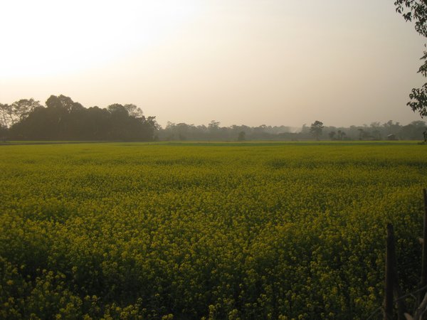 1. Oil seed rape fields on the way to Royal Chitwan Park