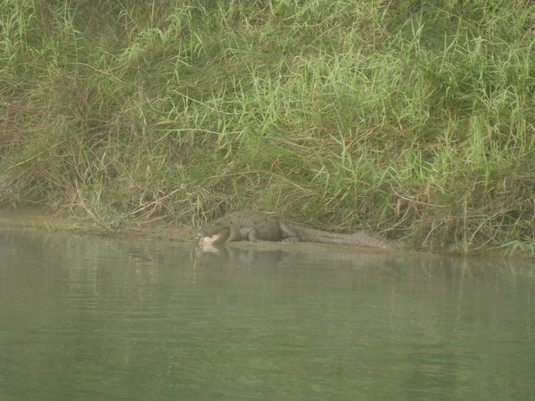 10. Mugger Crocodile, Royal Chitwan Park