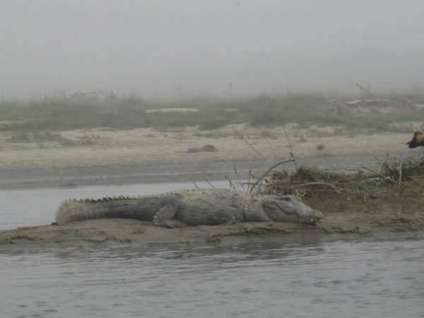 12. Mugger Crocodile, Royal Chitwan Park