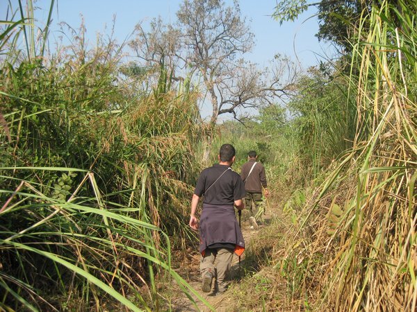 16. Walking through elephant grass, Royal Chitwan Park