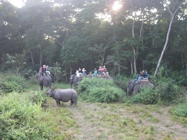 28. Spotting a rhino on an elephant safari, Royal Chitwan Park