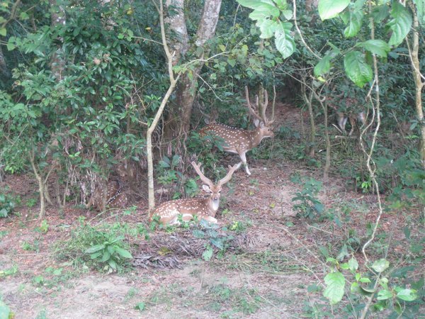 29. Deer, Royal Chitwan Park