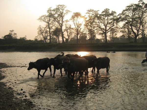 3. Buffalos crossing the river, Royal Chitwan Park