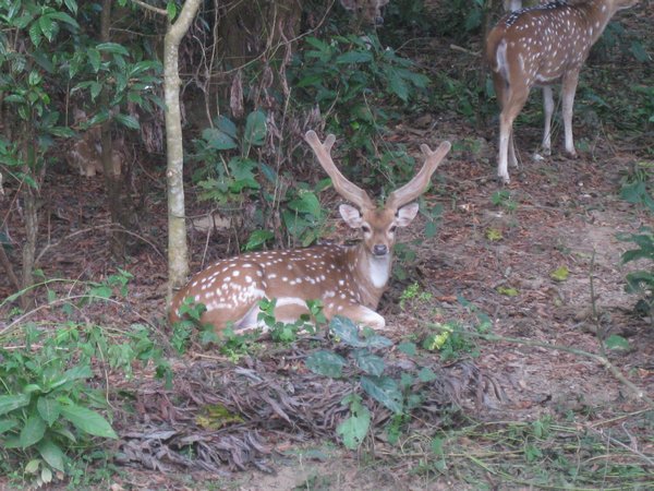 30. Deer, Royal Chitwan Park
