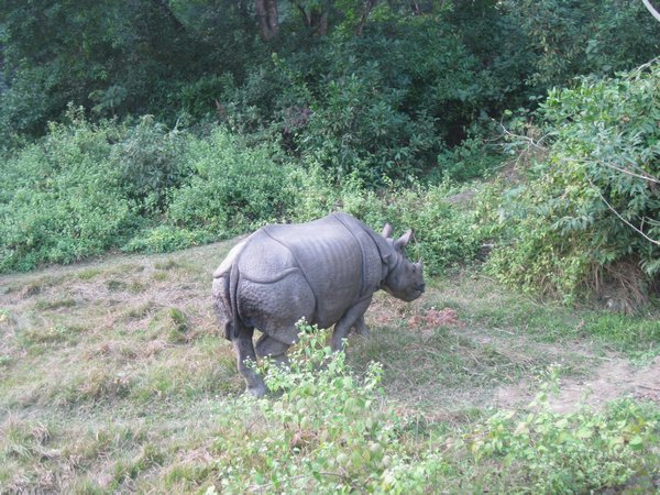 31. Rhino, Royal Chitwan Park