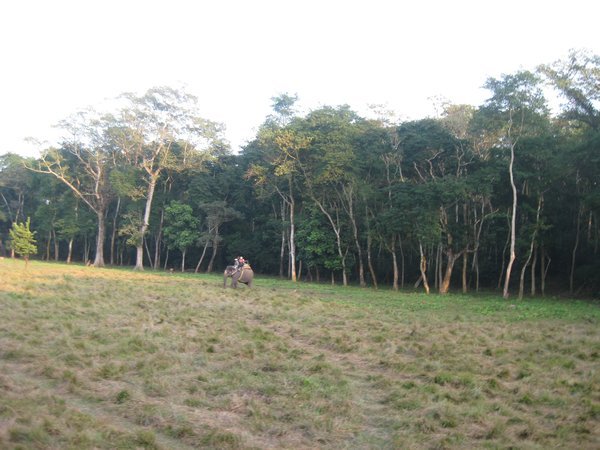 32. A clearing in the Sal forest, Royal Chitwan Park