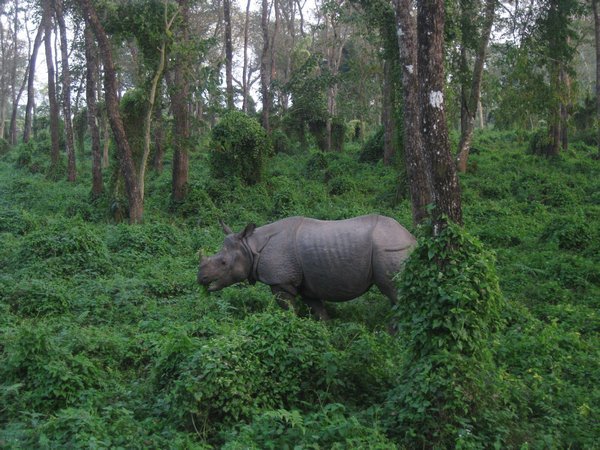 34. Rhino, Royal Chitwan Park