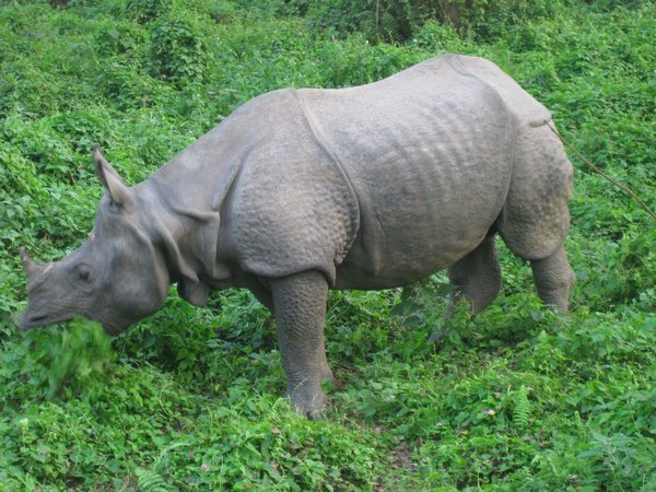 35. Rhino, Royal Chitwan Park