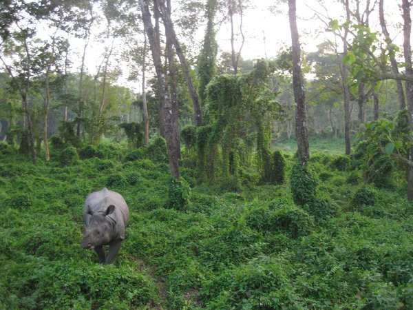 36. Rhino, Royal Chitwan Park