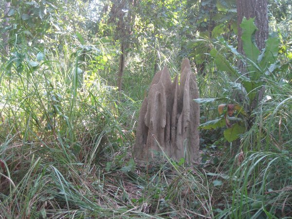 19. Termite mound, Royal Chitwan Park
