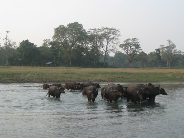 2. Buffalos crossing the river, Royal Chitwan Park