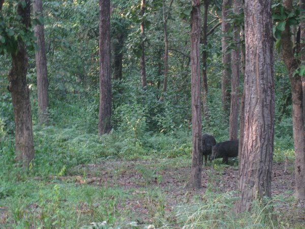 21. Wild boars, Royal Chitwan Park