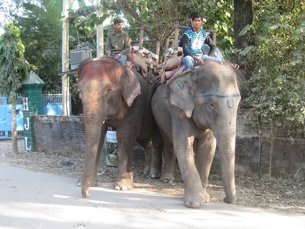 23. The elephants waiting to go on safari, Royal Chitwan Park