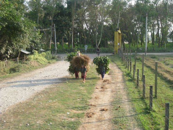 25. Villagers carrying heavy loads in Sauraha
