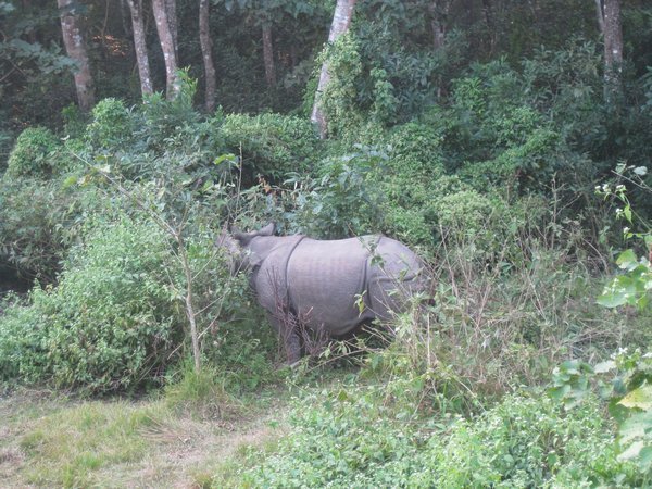 26. Rhino, Royal Chitwan Park