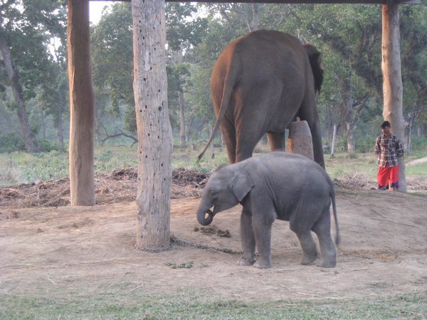 4. Elephant Breeding Centre, Royal Chitwan Park