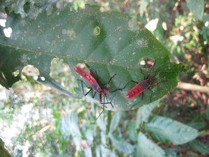18. Colourful insects, Royal Chitwan Park