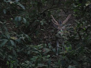 33. Deer, Royal Chitwan Park