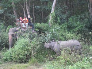27. Spotting a rhino on an elephant safari, Royal Chitwan Park