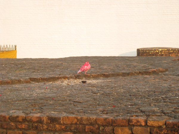 6. Colourful pink bird at Mayadevi temple, Lumbini