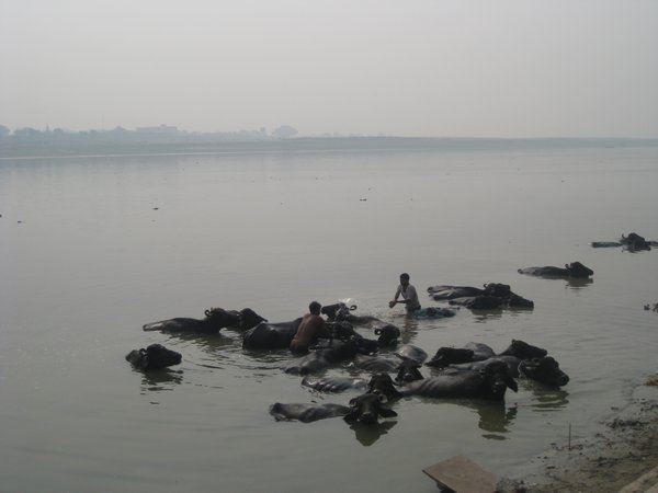 6. Giving the buffalos a wash, Varanasi Ghats