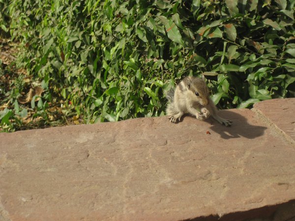 19. Squirrel inside Agra Fort, Agra