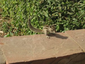 18. Squirrel inside Agra Fort, Agra