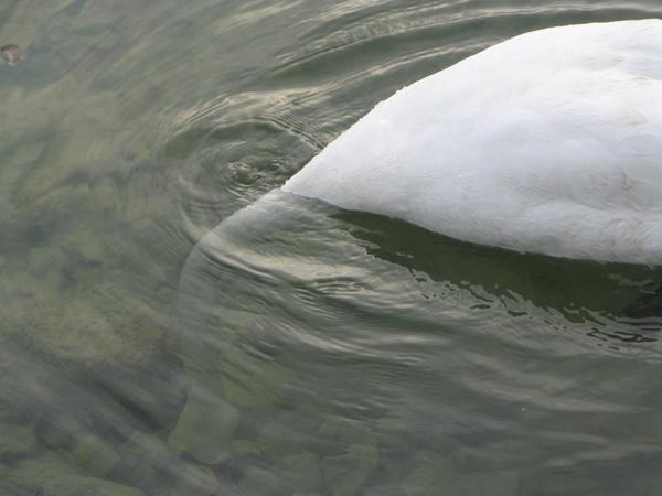 Suicidal Swan