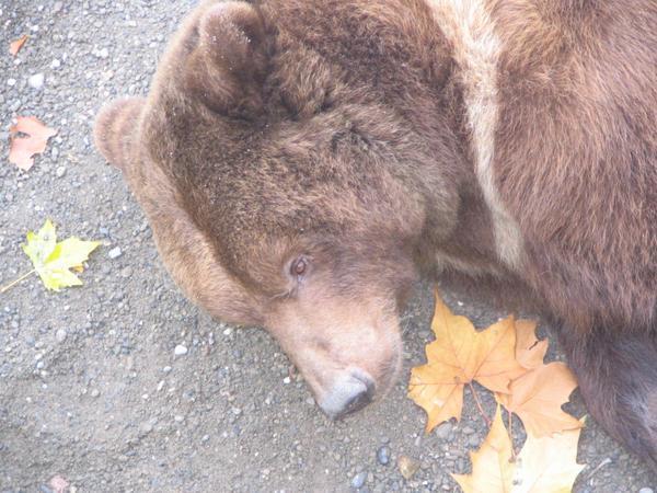 Bear in Bern
