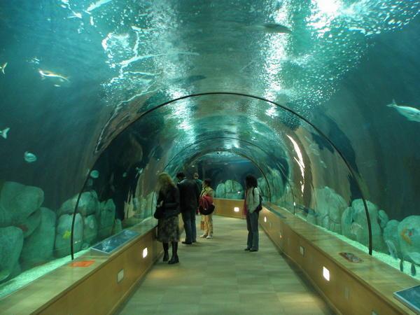 Submerged Aquarium