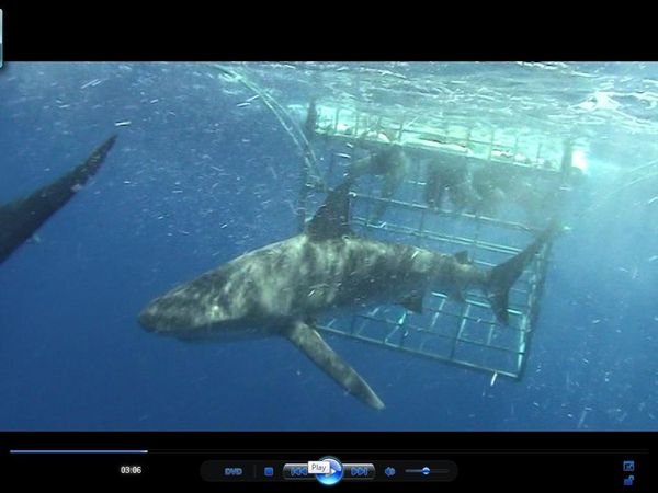 shark cage is 8ft wide... you do the math