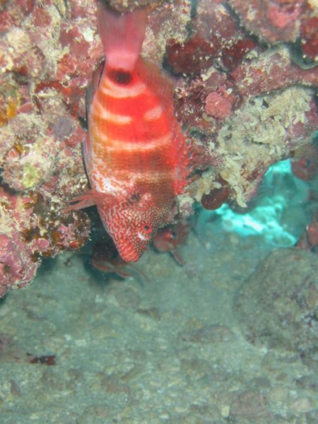 Redbarred Hawkfish