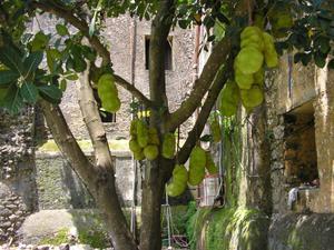 Jackfruit tree