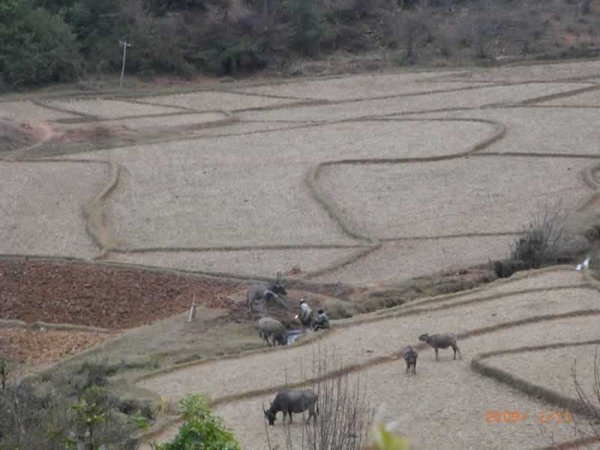Burmese Fields