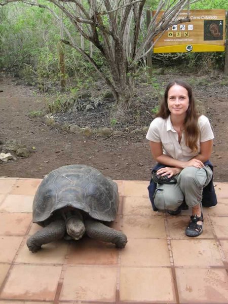 Galápagos Giant Tortoise 