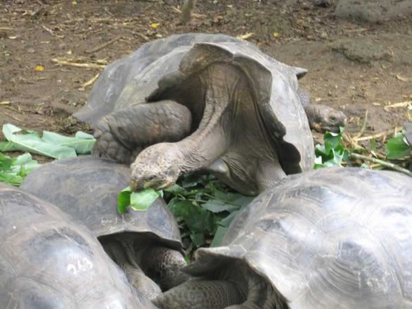 Galápagos Giant Tortoise 